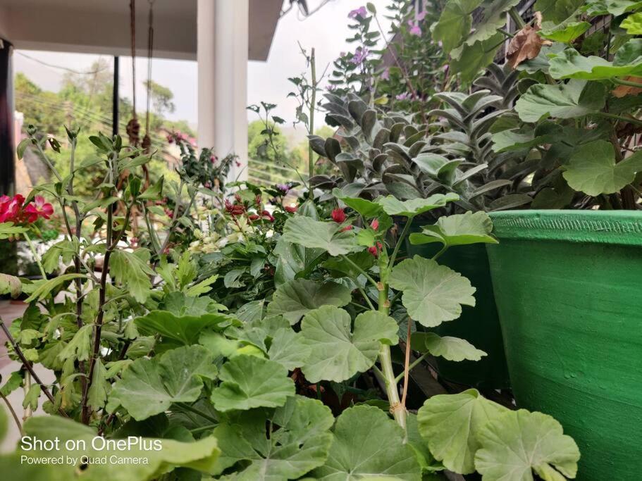 The Wintercrest Villa Dharamshala Luaran gambar